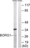 CDC42 Effector Protein 2 antibody, A30599, Boster Biological Technology, Western Blot image 