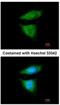 Cytoplasmic dynein 1 intermediate chain 2 antibody, NBP1-31703, Novus Biologicals, Immunofluorescence image 