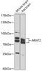 Aryl Hydrocarbon Receptor Nuclear Translocator 2 antibody, GTX33019, GeneTex, Western Blot image 