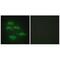 Serine incorporator 3 antibody, A05936, Boster Biological Technology, Immunofluorescence image 