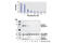 Caspase 3 antibody, 7190C, Cell Signaling Technology, Enzyme Linked Immunosorbent Assay image 