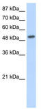 Pnr antibody, TA343725, Origene, Western Blot image 