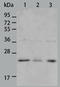 BCL2 Interacting Protein 1 antibody, TA321303, Origene, Western Blot image 