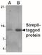 Strep Tag II antibody, NBP2-41075, Novus Biologicals, Western Blot image 