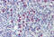 Heat Shock Protein Family D (Hsp60) Member 1 antibody, MBS244914, MyBioSource, Immunohistochemistry paraffin image 