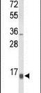 Neuropeptide W antibody, PA5-26648, Invitrogen Antibodies, Western Blot image 