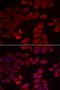 Selenophosphate Synthetase 1 antibody, orb247449, Biorbyt, Immunofluorescence image 