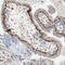 Optineurin antibody, HPA003360, Atlas Antibodies, Immunohistochemistry frozen image 
