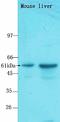 Protein Kinase AMP-Activated Catalytic Subunit Alpha 2 antibody, orb4413, Biorbyt, Western Blot image 