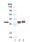 Synaptophysin antibody, GTX18008, GeneTex, Western Blot image 
