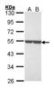 Enolase 1 antibody, LS-B10960, Lifespan Biosciences, Western Blot image 