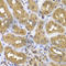 Fas-activated serine/threonine kinase antibody, A7069, ABclonal Technology, Immunohistochemistry paraffin image 