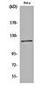 Mitotic checkpoint serine/threonine-protein kinase BUB1 beta antibody, orb160164, Biorbyt, Western Blot image 