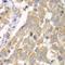Phosphofructokinase, Muscle antibody, orb167383, Biorbyt, Immunohistochemistry paraffin image 