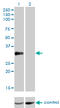Cone-Rod Homeobox antibody, LS-C196968, Lifespan Biosciences, Western Blot image 