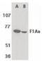Fem-1 Homolog B antibody, PA5-19955, Invitrogen Antibodies, Western Blot image 