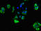 Stomatin Like 3 antibody, LS-C679676, Lifespan Biosciences, Immunofluorescence image 