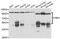 Ubiquitin Like Modifier Activating Enzyme 3 antibody, abx007000, Abbexa, Western Blot image 