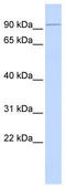 Kinesin Family Member C2 antibody, TA334706, Origene, Western Blot image 