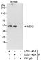 Dual specificity mitogen-activated protein kinase kinase 2 antibody, A302-142A, Bethyl Labs, Immunoprecipitation image 