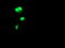 DNA repair protein RAD51 homolog 2 antibody, M20019, Boster Biological Technology, Immunofluorescence image 