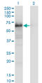 Yes Associated Protein 1 antibody, LS-B4494, Lifespan Biosciences, Western Blot image 
