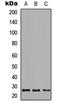 Growth arrest and DNA damage-inducible proteins-interacting protein 1 antibody, orb256548, Biorbyt, Western Blot image 
