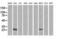 Mitochondrial Ribosomal Protein S34 antibody, LS-C174235, Lifespan Biosciences, Western Blot image 