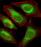Ubiquitin Specific Peptidase 51 antibody, A13844-1, Boster Biological Technology, Immunofluorescence image 