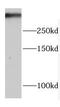 Protein Kinase, DNA-Activated, Catalytic Subunit antibody, FNab02474, FineTest, Western Blot image 