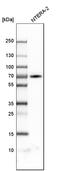 Zinc Finger Protein 384 antibody, HPA004051, Atlas Antibodies, Western Blot image 