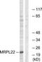 Mitochondrial Ribosomal Protein L22 antibody, TA315395, Origene, Western Blot image 