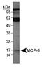 C-C Motif Chemokine Ligand 2 antibody, TA336724, Origene, Western Blot image 