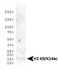 Histone Cluster 2 H3 Family Member D antibody, NB21-1081, Novus Biologicals, Western Blot image 