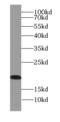 ADP Ribosylation Factor 6 antibody, FNab00535, FineTest, Western Blot image 