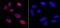 Tripartite Motif Containing 28 antibody, IHC-00073, Bethyl Labs, Immunocytochemistry image 