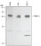 TNF Receptor Associated Factor 3 antibody, MAB3278, R&D Systems, Western Blot image 