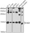BH3-Like Motif Containing, Cell Death Inducer antibody, GTX32477, GeneTex, Western Blot image 