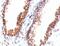 dsDNA antibody, 34-014, ProSci, Immunocytochemistry image 