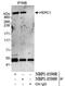 HECT And RLD Domain Containing E3 Ubiquitin Protein Ligase Family Member 1 antibody, NBP1-05968, Novus Biologicals, Immunoprecipitation image 