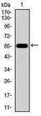 Heat shock 70 kDa protein 1B antibody, orb76326, Biorbyt, Western Blot image 