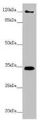 F-Box Protein 6 antibody, LS-C675745, Lifespan Biosciences, Western Blot image 