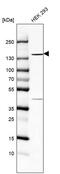 Protein broad-minded antibody, PA5-53057, Invitrogen Antibodies, Western Blot image 