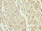 Centrosomal Protein 120 antibody, orb40697, Biorbyt, Immunohistochemistry paraffin image 