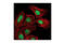 ATR Interacting Protein antibody, 2737S, Cell Signaling Technology, Immunocytochemistry image 