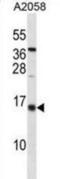 Inhibitor Of DNA Binding 3, HLH Protein antibody, abx030201, Abbexa, Western Blot image 