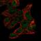 Protein disulfide-isomerase A2 antibody, HPA053492, Atlas Antibodies, Immunocytochemistry image 