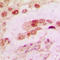 Annexin A1 antibody, LS-B16071, Lifespan Biosciences, Immunohistochemistry frozen image 