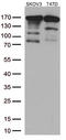 ERBB2 antibody, LS-C799213, Lifespan Biosciences, Western Blot image 
