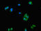 Leucine Zipper Protein 2 antibody, CSB-PA013236LA01HU, Cusabio, Immunofluorescence image 